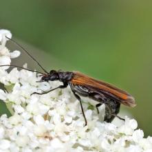 Stehnáč Oedera femorata