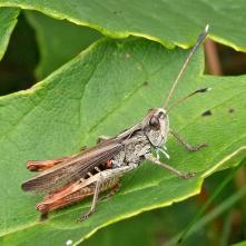 Koník pestrotykadlový