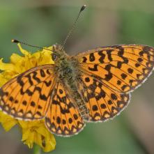 Perlovec dvanásškvrný