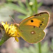 Žltáčik vičencový