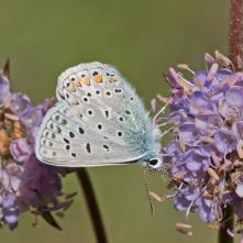Modráčik obyčajný