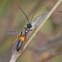 Lumok Ichneumon extensorius