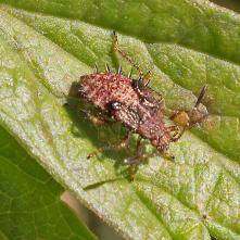 Larva Rhopalus maculatus