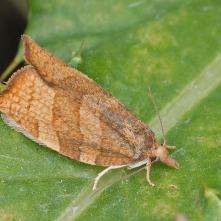 Obaľovač lieskový