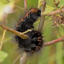 Priadkovec černicový