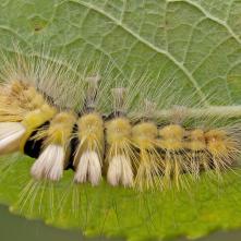 Štetinavec orechový