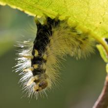 Štetinavec orechový