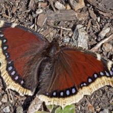 Babôčka osiková - čerstvo vyliahnutá 25.9.2021