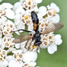 Muška Cylindromyia auriceps