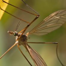 Tipula luteipenis - detail