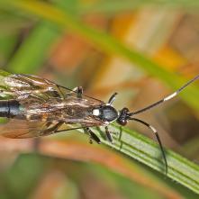 Lumok Achaius oratorius