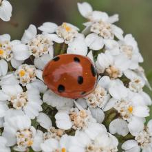 Lienka sedembodkovaná