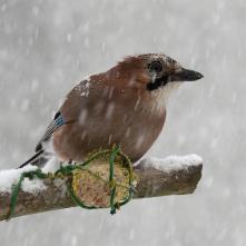 Sojka obyčajná - Veľkonočný pondelok 2022