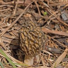 Smrčok kuželovitý