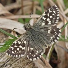 Súmračník jahodový