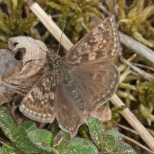 Súmračník kotúčový