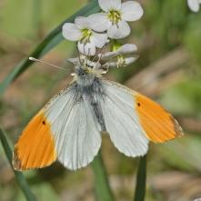 Mlynárik žeruchový