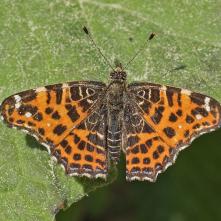 Babôčka sieťkovaná - jarná generácia