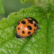 Hippodania septemmaculata