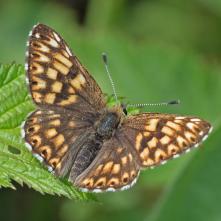 Hájovník prvosienkový