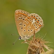 Modráčik obyčajný