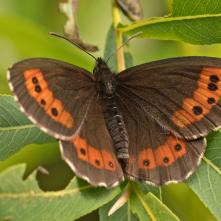 Očkáň čiernohnedý