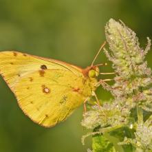 Žltáčik vičensový