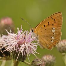 Ohniváčik zlatobyľový