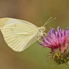 Mlynárik kapustový
