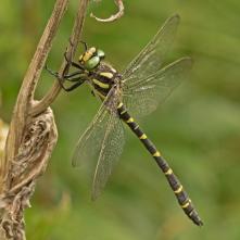 Pásikavec dvojzubý