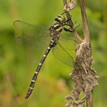 Pásikavec dvojzubý