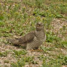 Kukučka obyčajná - juvenil, učil sa lietať