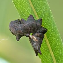 Chochlatka vŕbová - húsenica