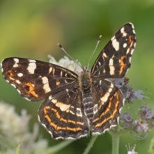 Babôčka sieťkovaná - letná generácia
