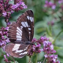 Bielopásovec tavoľníkový