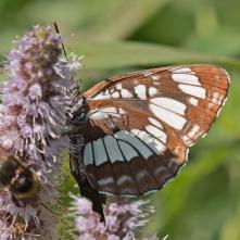 Bielopásovec tavoľníkový