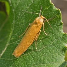 Lišajníkovec hnedožltý