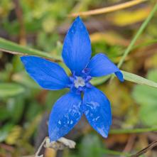 Horec jarný 29.10.2022 v Sedle besníka