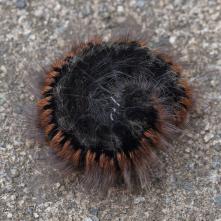 Priadkovec černicový