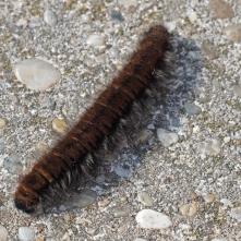 Priadkovec černicový