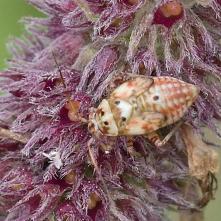 Bzdôčka červenkastá - larva