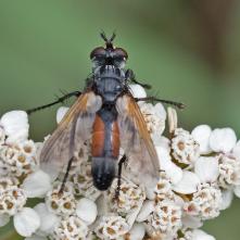 Cylindromyia auriceps