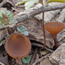 Hľuznatka veternicová