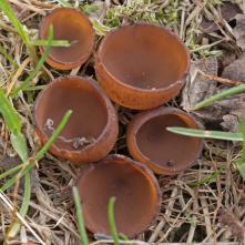 Hľuznatka veternicová