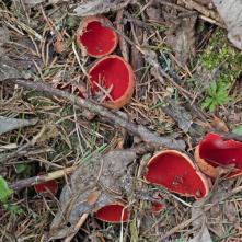 Ohnivec bližšie neurčený