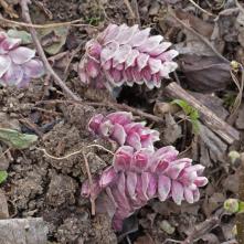 Zubovník šupinatý