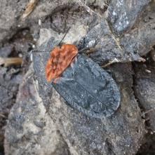 Zdochlinár červenoštíty