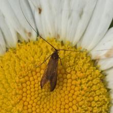 Adéla červenohlavá