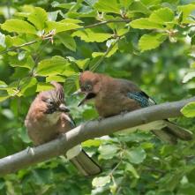 Sojka obyčajná - boli tri. Predpokladám, že rodičia učili potomka loviť.