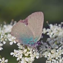 Ostrôžkár černicový